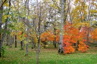 masyuen_autumn_5_0306
