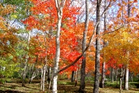 masyuen_autumn_5_0308