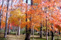 masyuen_autumn_5_0310