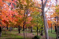 masyuen_autumn_5_0311