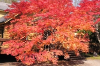 masyuen_autumn_5_0312