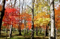 masyuen_autumn_5_0313