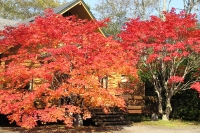 masyuen_autumn_5_0314