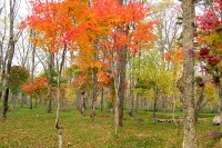 masyuen_autumn_5_0318