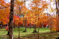 masyuen_autumn_5_0320