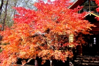 masyuen_autumn_5_0321