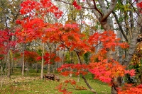masyuen_autumn_5_0323