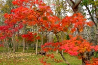 masyuen_autumn_5_0325