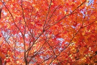 masyuen_autumn_5_0327