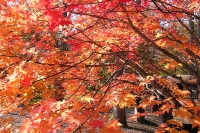 masyuen_autumn_5_0328