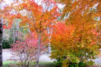 masyuen_autumn_5_0338