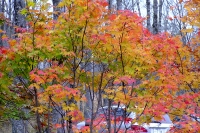 masyuen_autumn_5_0343