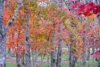 masyuen_autumn_5_0346