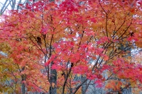 masyuen_autumn_5_0350