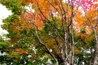 masyuen_autumn_5_0376