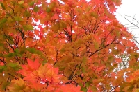masyuen_autumn_5_0385