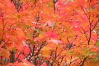 masyuen_autumn_5_0388