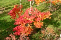 masyuen_autumn_5_0395