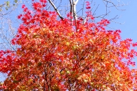 masyuen_autumn_5_0417