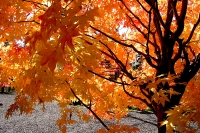 masyuen_autumn_5_0418