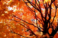 masyuen_autumn_5_0420