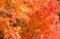 masyuen_autumn_5_0421