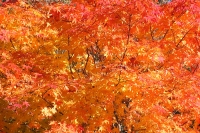 masyuen_autumn_5_0422