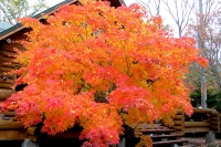 masyuen_autumn_5_0423