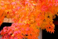 masyuen_autumn_5_0426