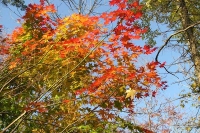 masyuen_autumn_5_0443