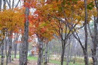 masyuen_autumn_5_0451