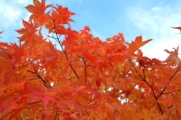 masyuen_autumn_5_0464