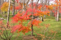 masyuen_autumn_5_0470
