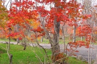 masyuen_autumn_5_0471
