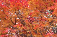 masyuen_autumn_5_0487
