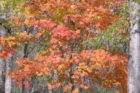 masyuen_autumn_5_0501