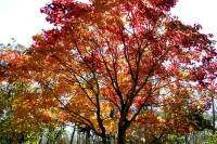 masyuen_autumn_6_0002