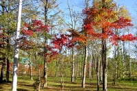 masyuen_autumn_6_0012