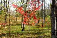 masyuen_autumn_6_0023