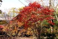 masyuen_autumn_6_0031