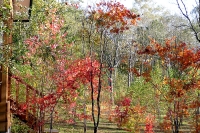 masyuen_autumn_6_0041