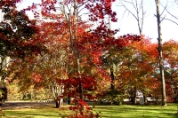 masyuen_autumn_6_0051