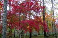 masyuen_autumn_6_0065