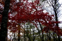masyuen_autumn_6_0113