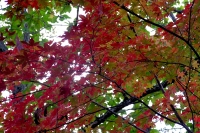 masyuen_autumn_6_0116