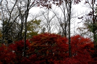 masyuen_autumn_6_0132