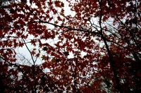 masyuen_autumn_6_0150