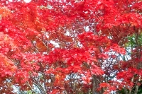 masyuen_autumn_6_0151