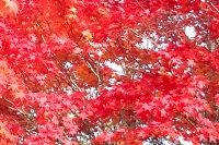 masyuen_autumn_6_0152