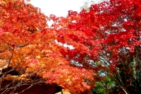 masyuen_autumn_6_0154